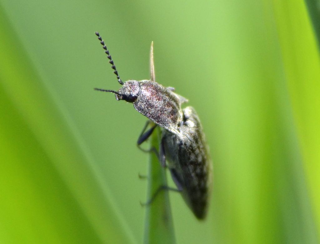Actenicerus sjaelandicus - Elateridae